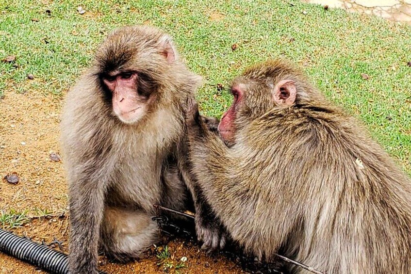 Dos monos sentados en el suelo, con hierba y tierra al fondo. 4