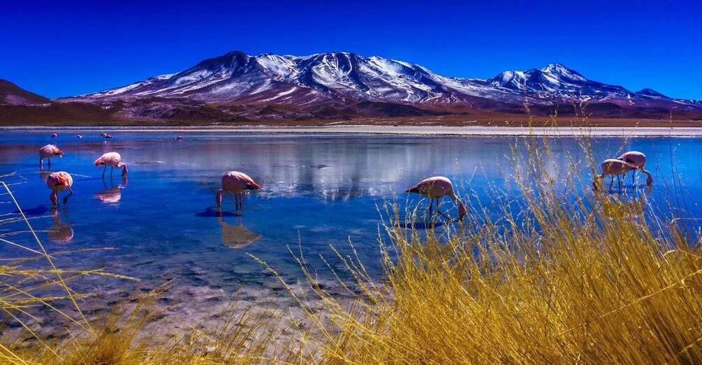 Flamingos in a clear lake with mountains in the background. 2