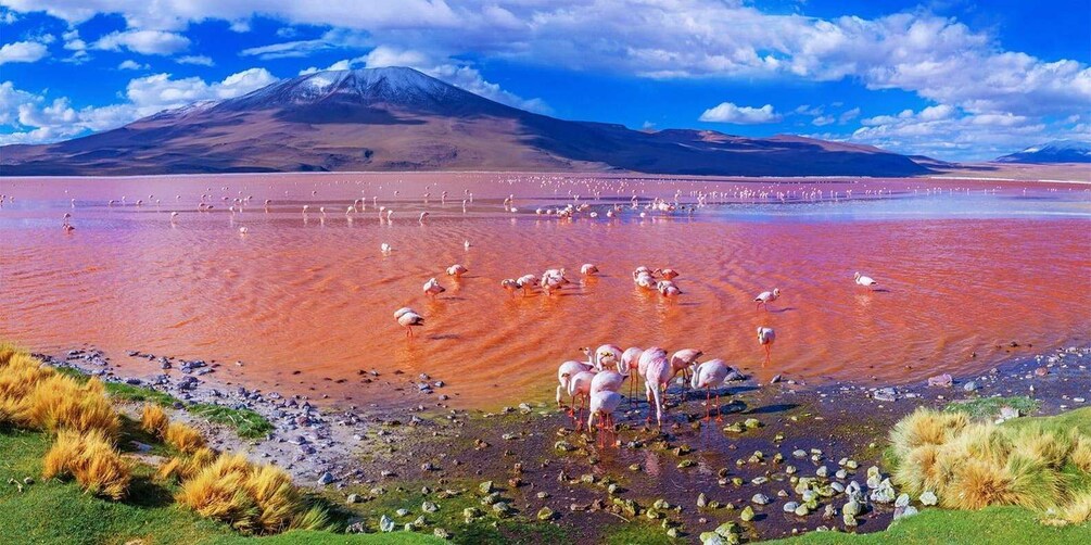 A salt flat with flamingos and a mountain in the background. 3