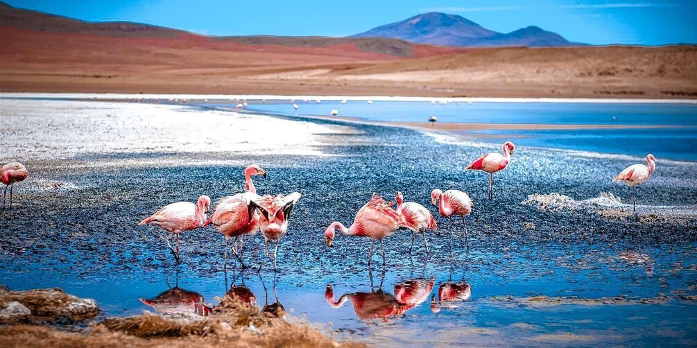 Flamingos wading in a shallow body of water with a mountainous backdrop. 5