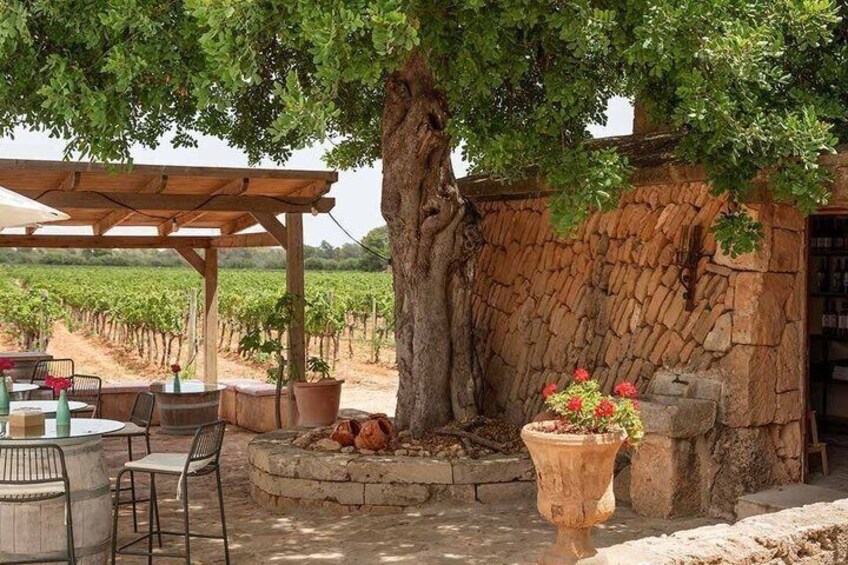 Mallorca Wine tour and tasting in Bodegas Bordoy 2