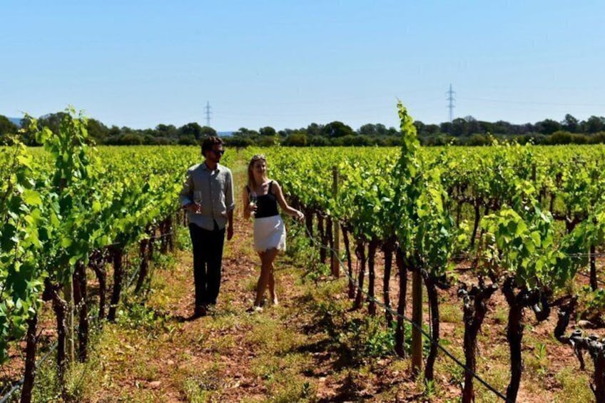 A vineyard with rows of grapevines and a clear sky. 4