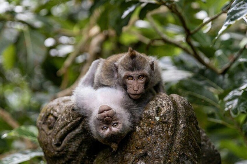 Two monkeys on a rock surrounded by foliage. 1