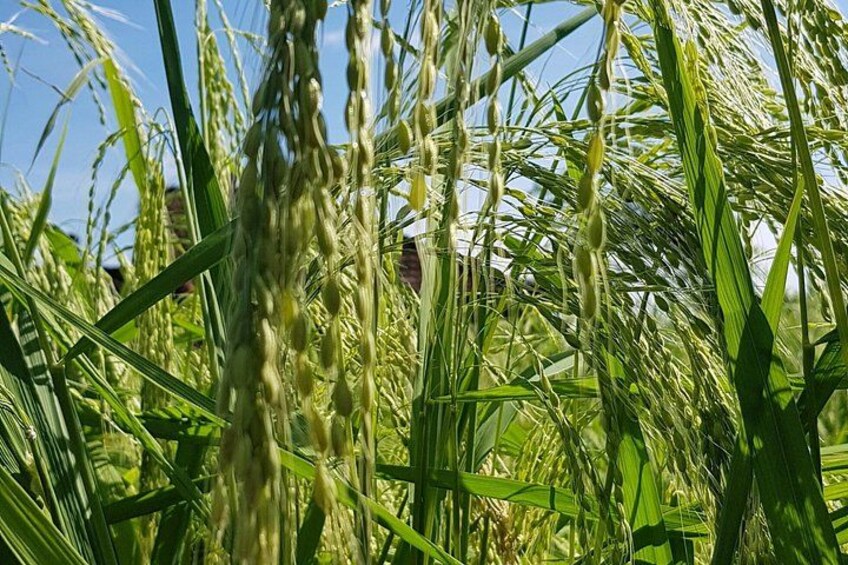 A field of green rice plants with a clear blue sky in the background. 4