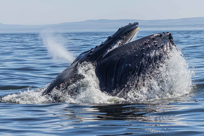 A humpback whale breaching the water's surface. 5