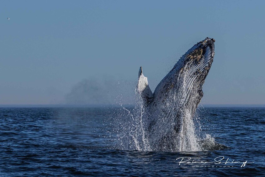 A whale breaching with water splashing around it. 4