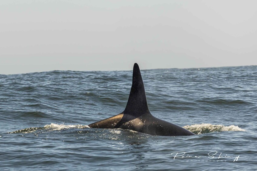 A whale's tail above the water. 3