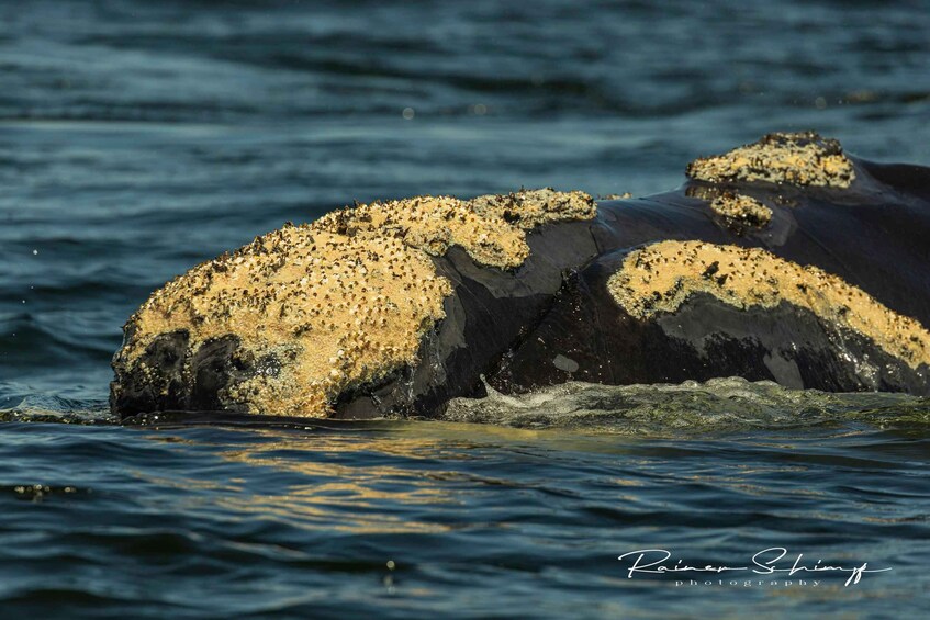 A whale's head with barnacles. 2