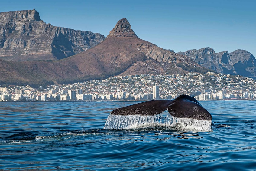 A whale breaching with a cityscape and mountains in the background. 1