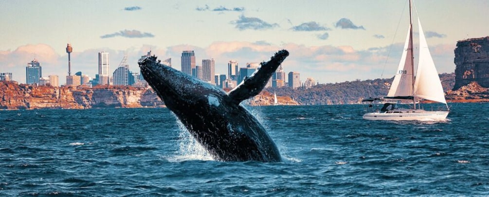 Picture 14 for Activity Private Sydney Harbour Whale Watching Experience 5