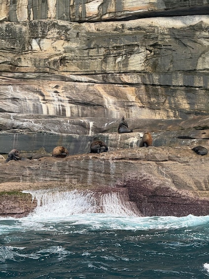 Picture 7 for Activity Private Sydney Harbour Whale Watching Experience 4