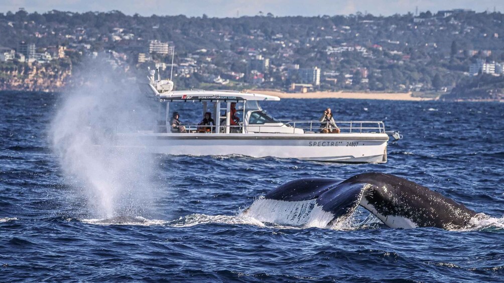 Sydney Harbour: Private Premium Whale Watching Experience 1