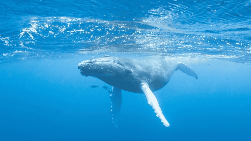 Picture 15 for Activity Private Sydney Harbour Whale Watching Experience 3
