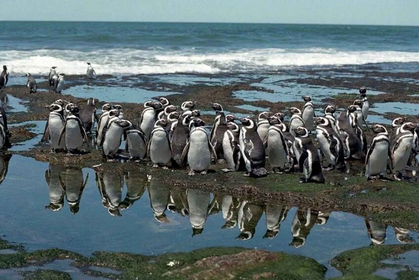 En grupp pingviner på en stenstrand med havet i bakgrunden. 2