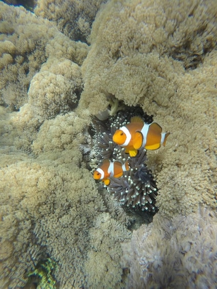Picture 10 for Activity Gili Nanggu Snorkeling with GoPro & Rice Terraces visiting 2