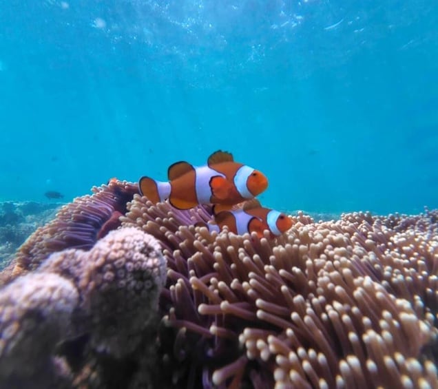 Gili Nanggu Snorkeling with GoPro & Rice Terraces visiting 1