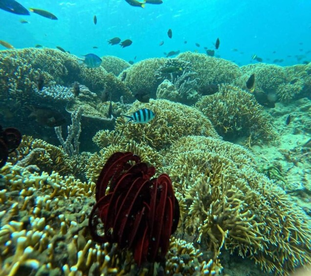 A coral reef with various fish species and sea anemones. 2