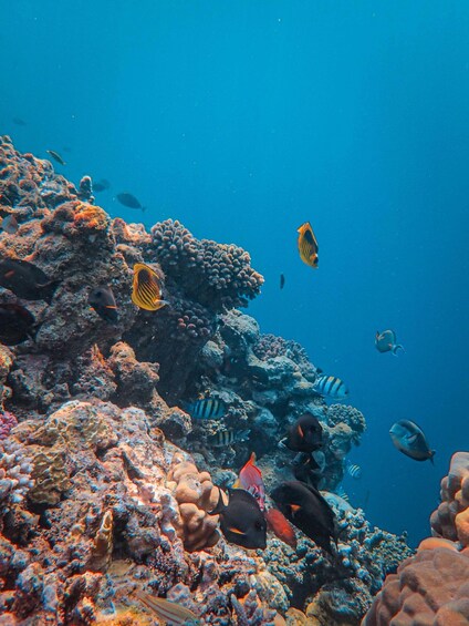 Picture 2 for Activity Gili Nanggu Snorkeling with GoPro & Rice Terraces visiting 2