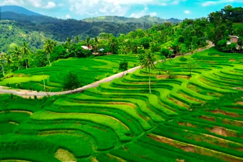 Picture 20 for Activity Gili Nanggu Snorkeling with GoPro & Rice Terraces visiting 4