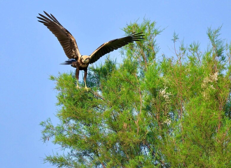 Picture 1 for Activity Tagus Estuary: EVOA Birdwatching Day Entry Ticket 1