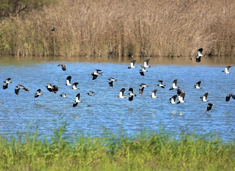 Picture 3 for Activity Tagus Estuary: EVOA Birdwatching Day Entry Ticket 3
