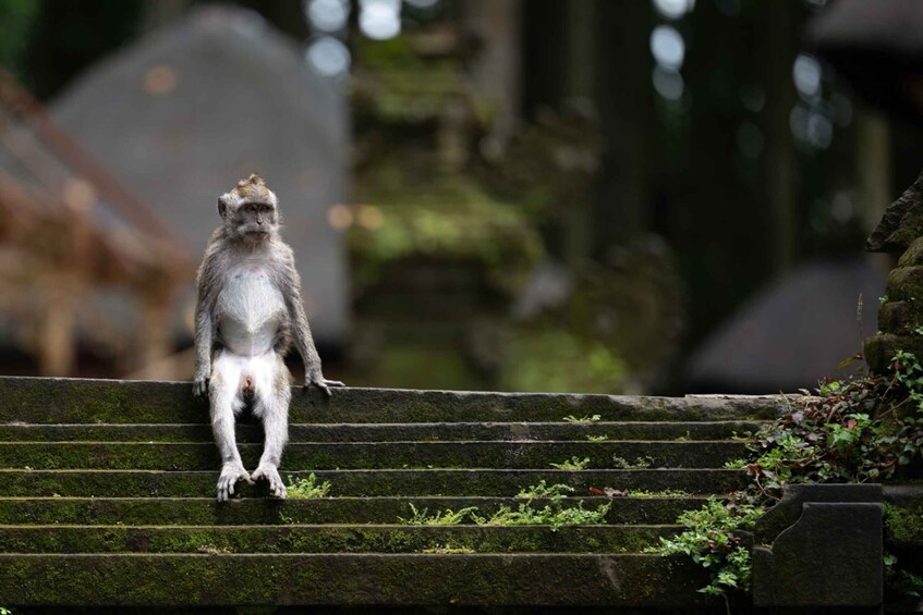Picture 19 for Activity Bali Hidden Expedition & Culture Private Tour 4