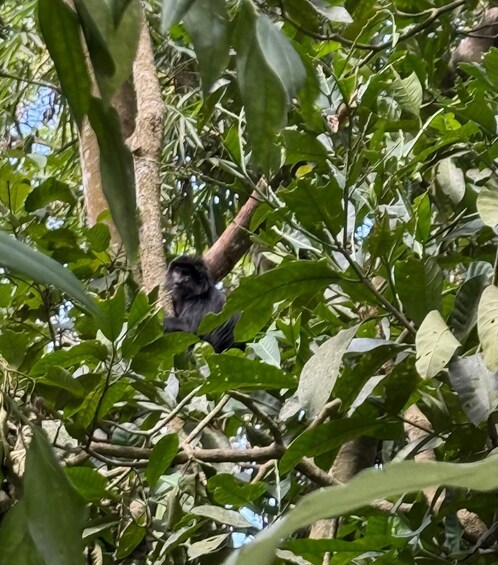 Picture 41 for Activity Lombok: Tetebatu Village Eco-Walking,Jungle,Waterfalls Tour 3