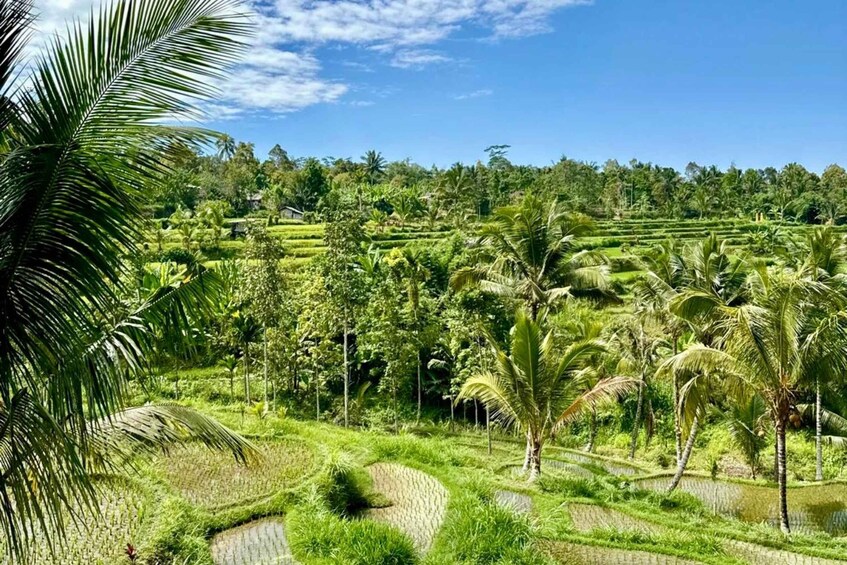 Picture 51 for Activity Lombok: Tetebatu Village Eco-Walking,Jungle,Waterfalls Tour 5