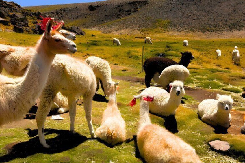 Arequipa to Puno via Colca Canyon 2 days 4