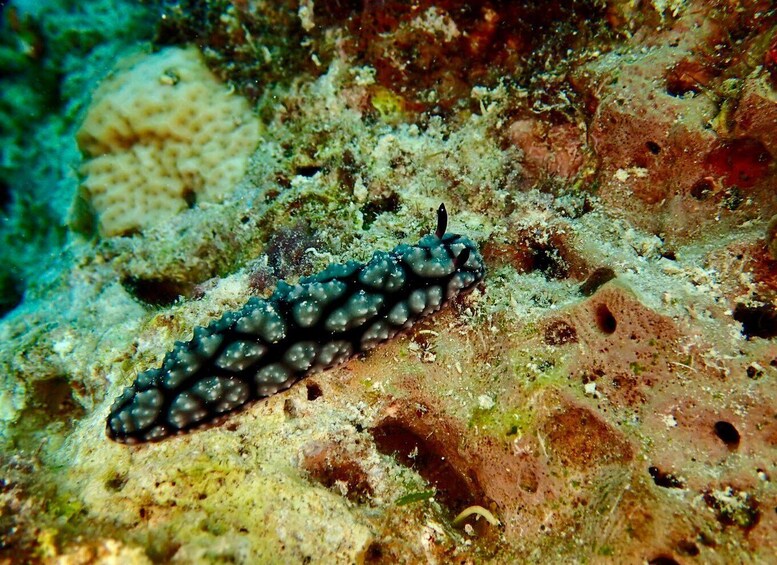 Picture 6 for Activity Mactan Island: Fun Diving Tour 5
