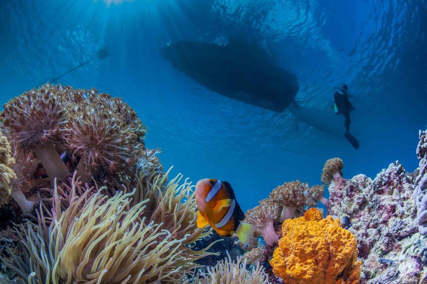 Mactan Island: Fun Diving Tour 1