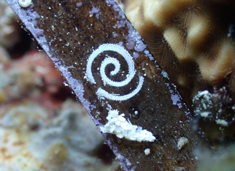 Picture 5 for Activity Mactan Island: Fun Diving Tour 3