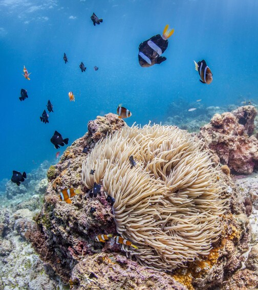 Picture 2 for Activity Mactan Island: Fun Diving Tour 2