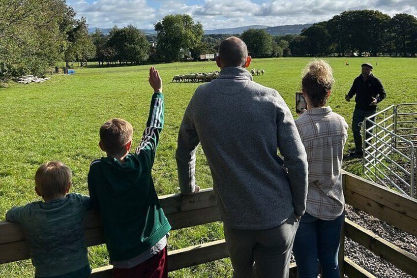 A group of people watching sheep in a field. 5