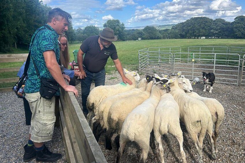 A group of people interacting with a flock of sheep near a metal fence in an open field. 2