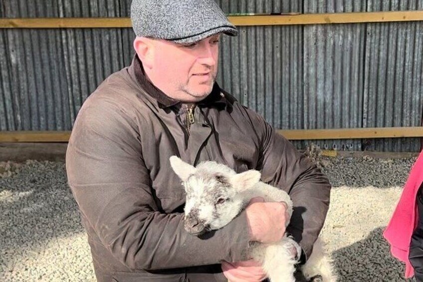 A person holding a small lamb. 4