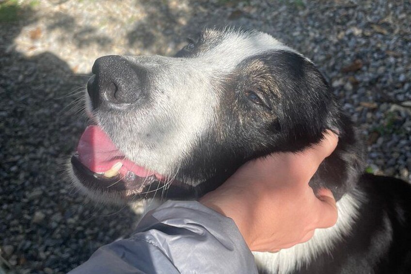A close-up of a person's hand petting a dog. 4