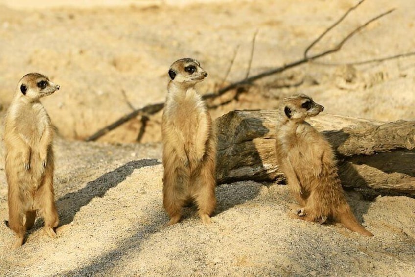 3 Days Fly In and Out For a Luxurious Serengeti Adventure 1