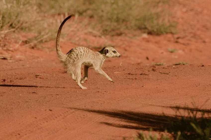 3 Days Fly In and Out For a Luxurious Serengeti Adventure 4