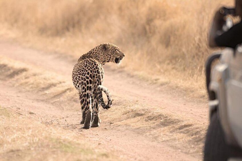 3 Days Fly In and Out For a Luxurious Serengeti Adventure 3