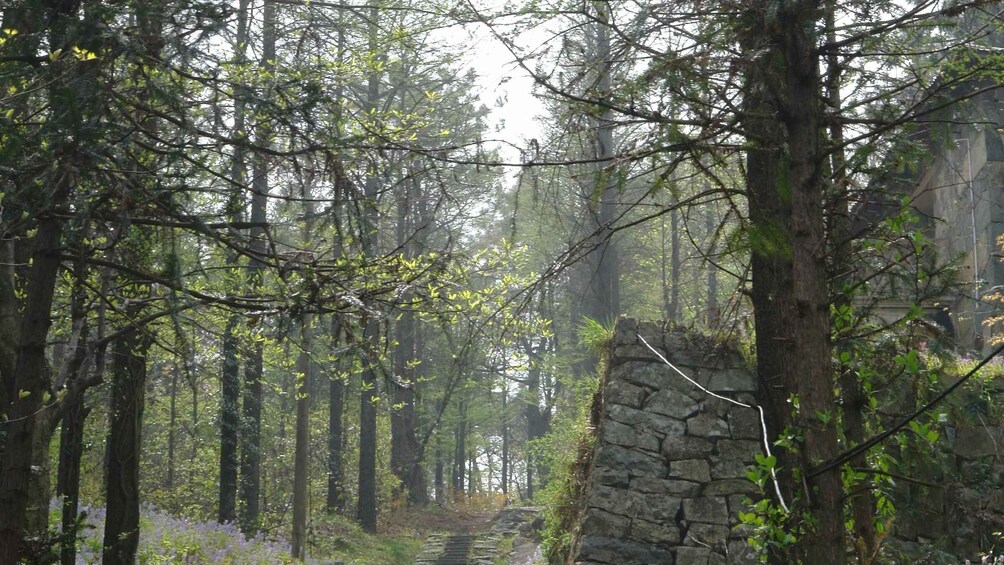 Picture 3 for Activity Chengdu: Bamboo Forest & Farmhouse Firewood Chicken Day Trip 4