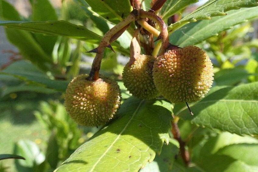 A plant with spiky green fruits hanging from a branch. 4