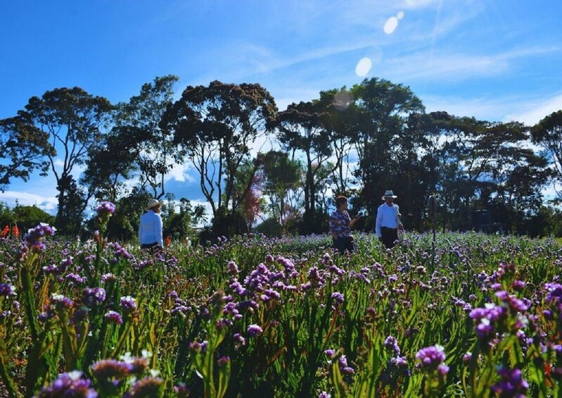 Medellín Flower Festival: Santa Elena Silleteros Experience 5