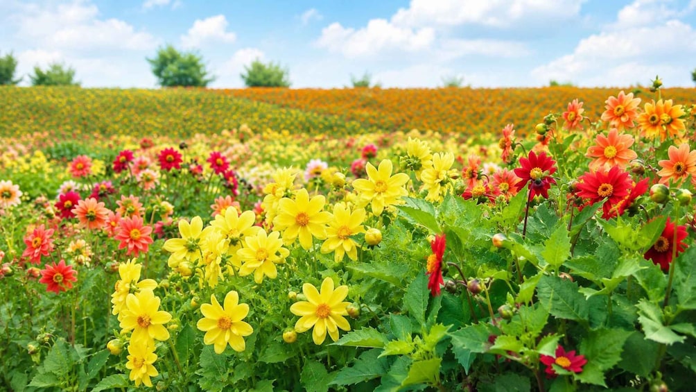 Picture 2 for Activity Furano & Biei: Flower Fields, Alpacas, Melon Treats 2