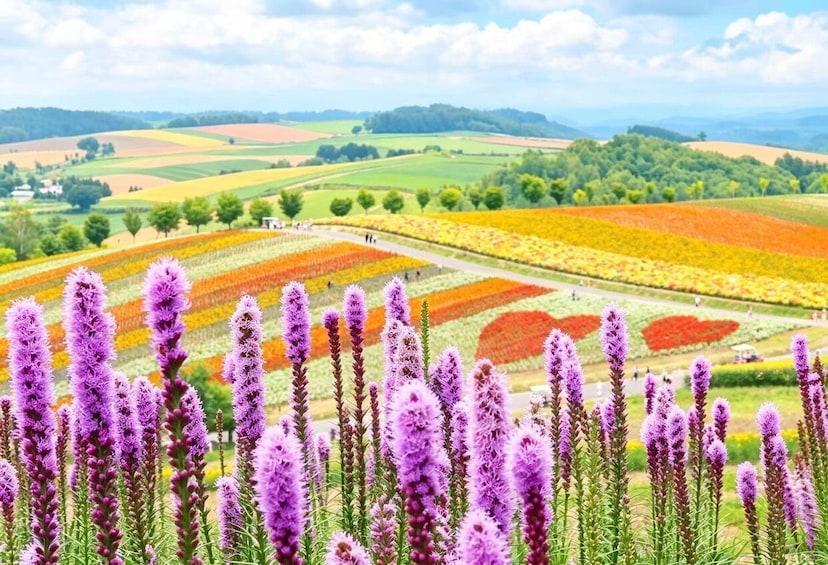 Picture 1 for Activity Furano & Biei: Flower Fields, Alpacas, Melon Treats 3