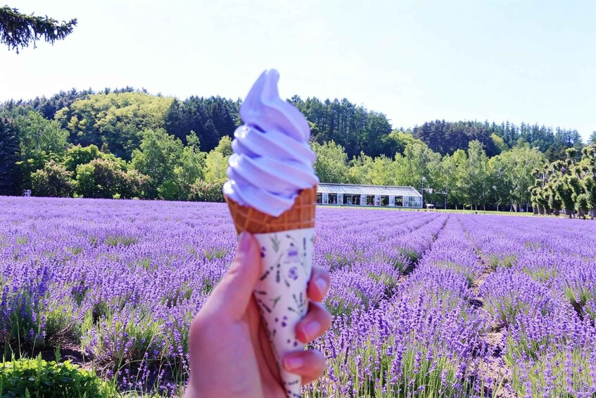 Picture 4 for Activity Furano & Biei: Flower Fields, Alpacas, Melon Treats 5