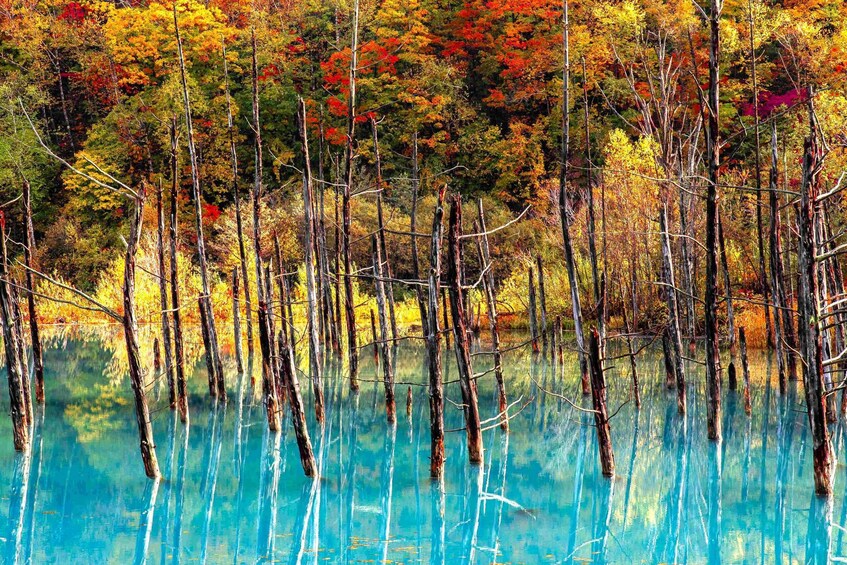 Furano & Biei Autumn Colors: Flower, Blue Pond, wheat fields 2