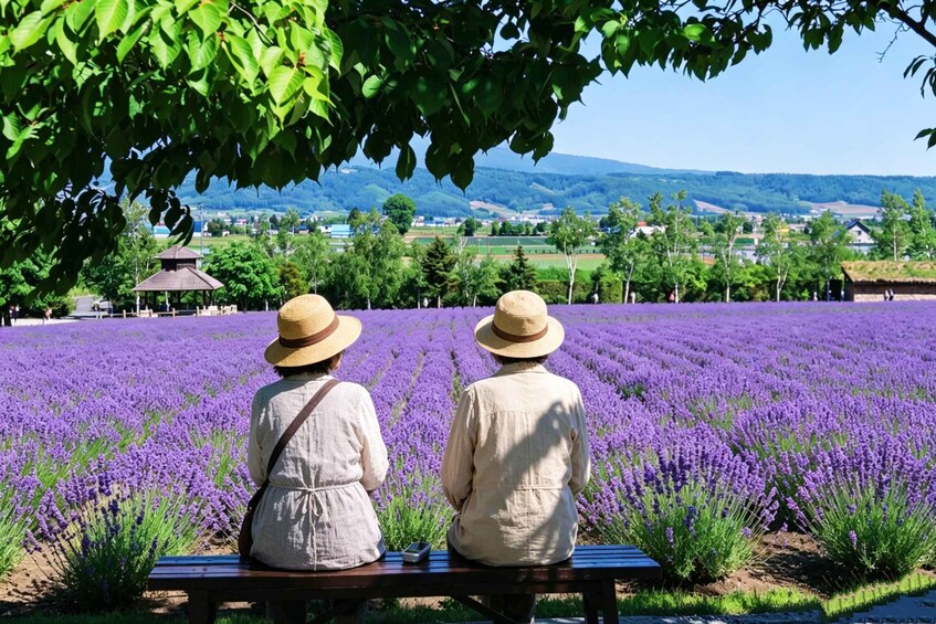 Picture 9 for Activity Furano & Biei: Flower Fields, Alpacas, Melon Treats 4