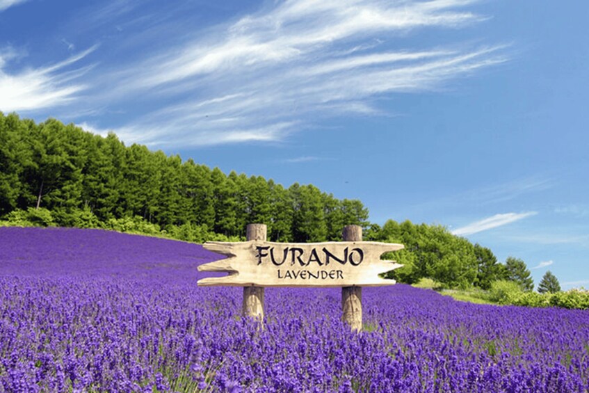 Picture 6 for Activity Furano & Biei: Flower Fields, Alpacas, Melon Treats 3