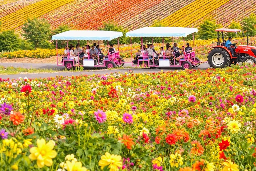 Furano & Biei: Flower Fields, Alpacas, Melon Treats 1